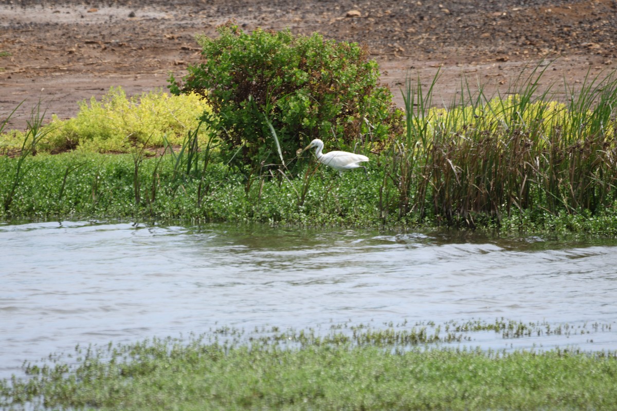 Airone guardabuoi - ML644731334