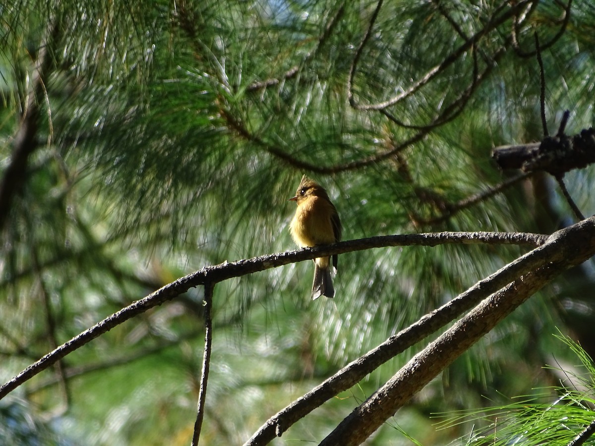 Tufted Flycatcher - ML644731344