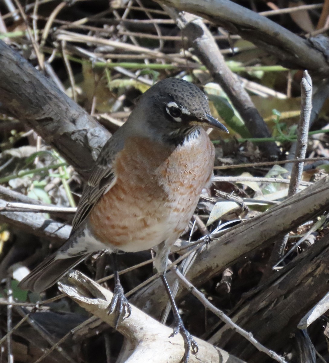 American Robin - ML644731371