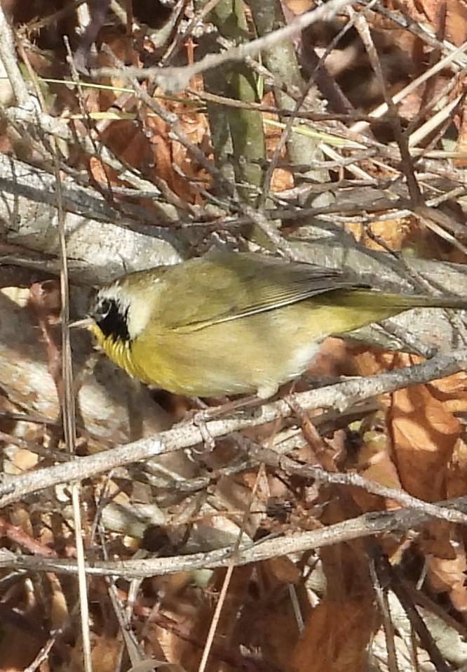 nordgulstrupe - ML644731374