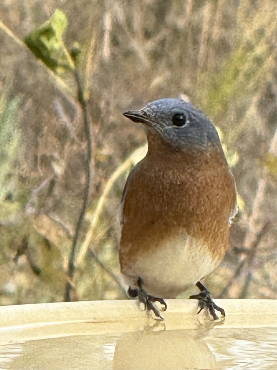 Eastern Bluebird - ML644731376