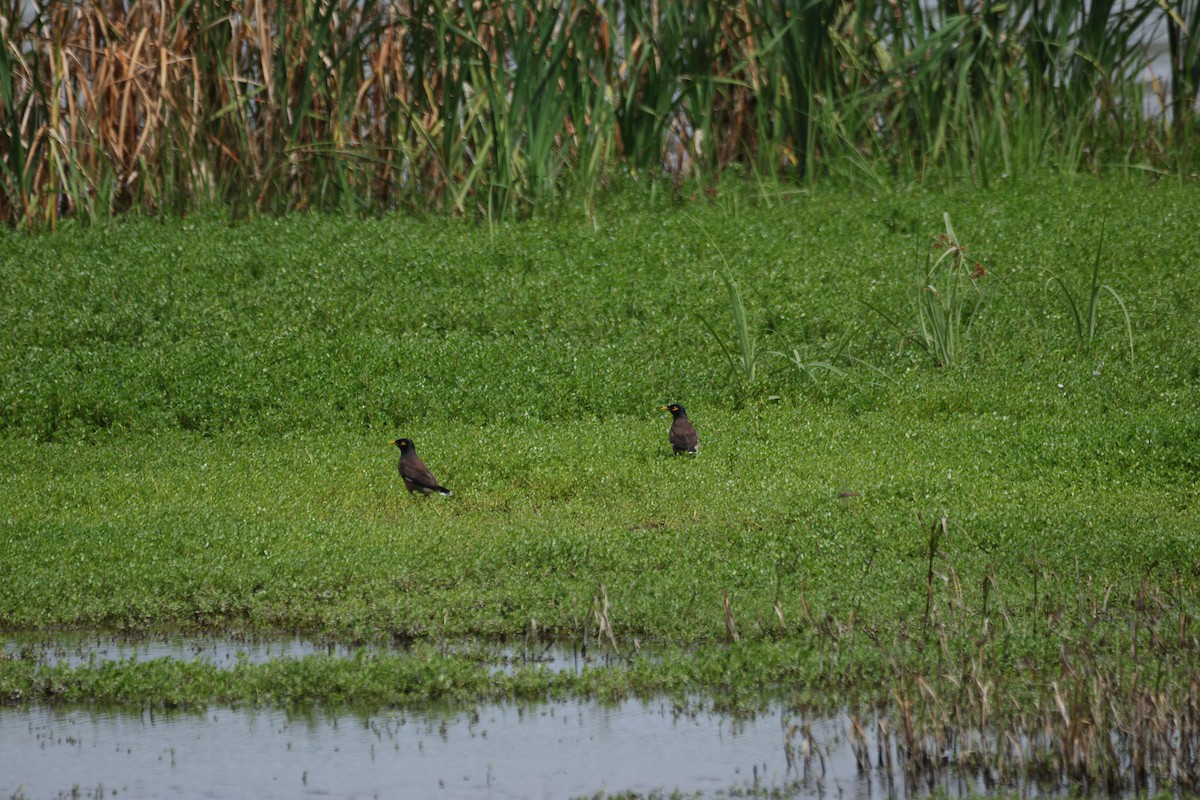 Maina comune - ML644731377