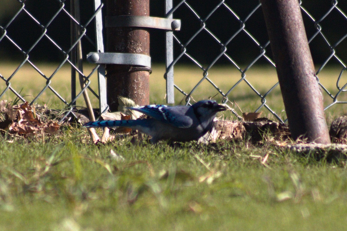 Blue Jay - ML644731388