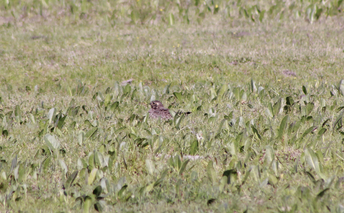 Nacunda Nighthawk - ML644731390