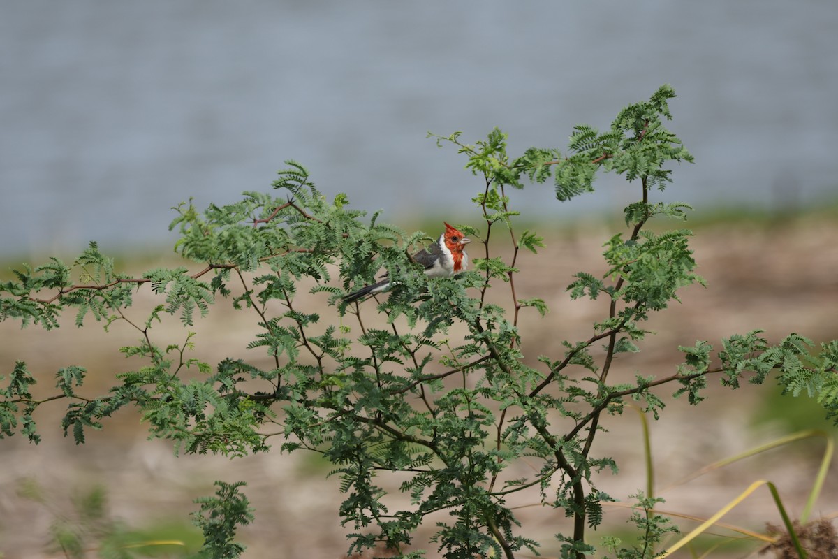 Red-crested Cardinal - ML644731395