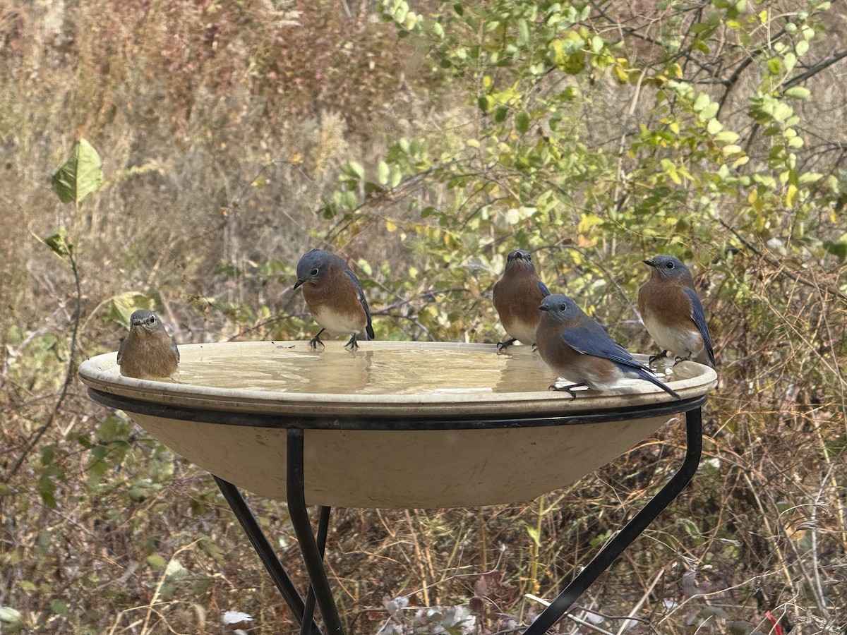 Eastern Bluebird - ML644731396