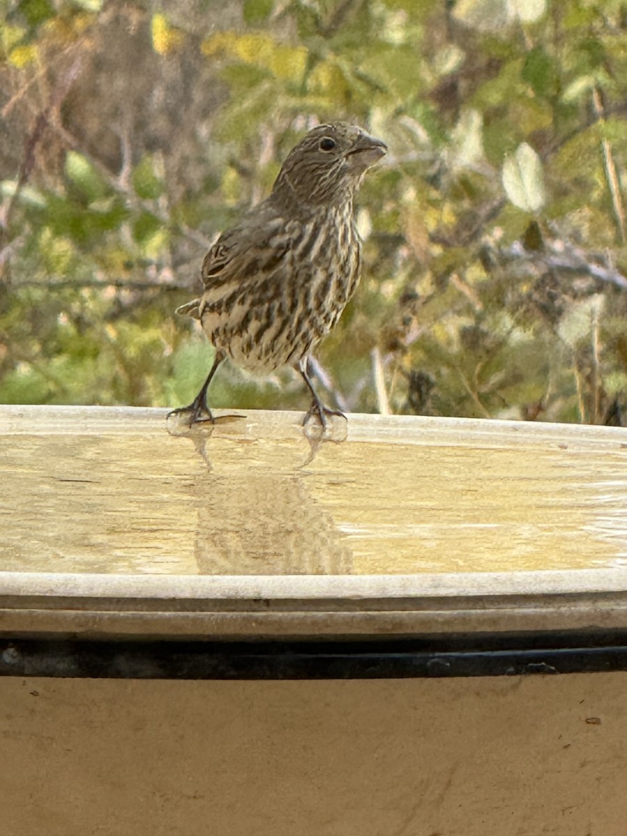 House Finch - ML644731417