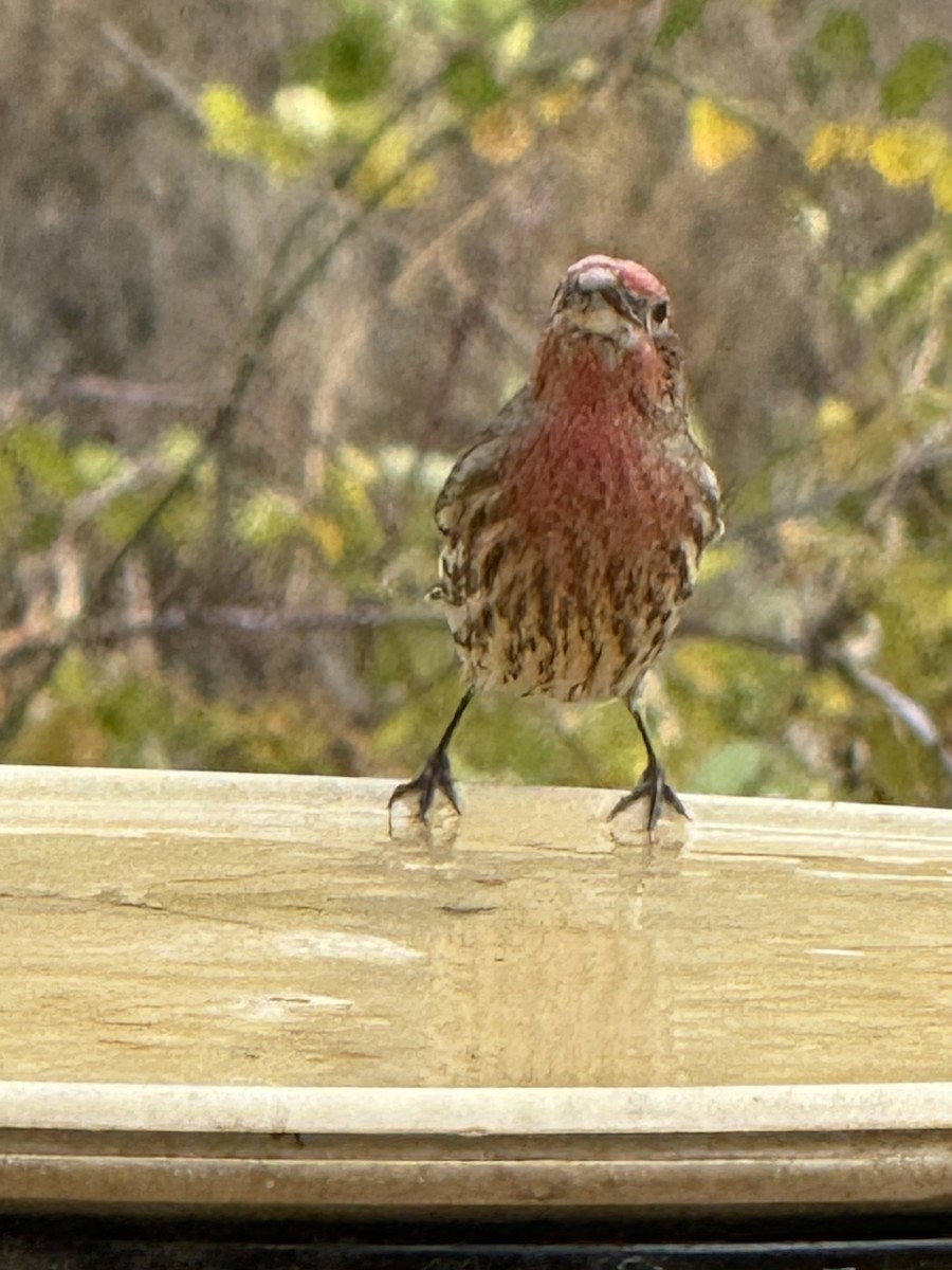 House Finch - ML644731427