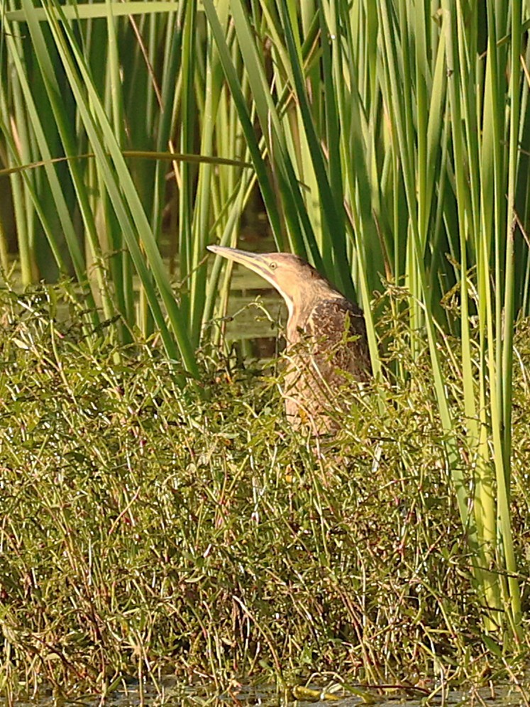 Amerika Balabanı - ML644731429