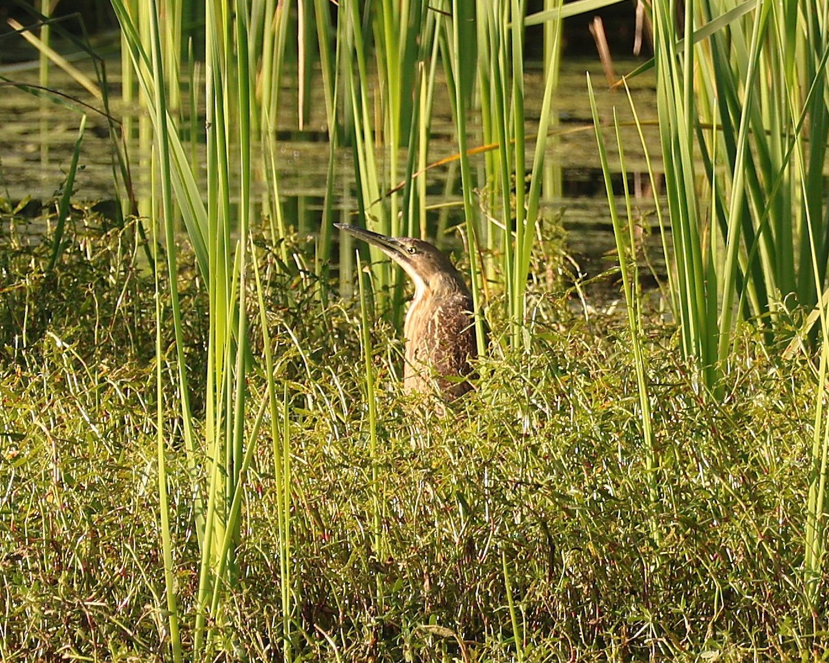 Amerika Balabanı - ML644731430
