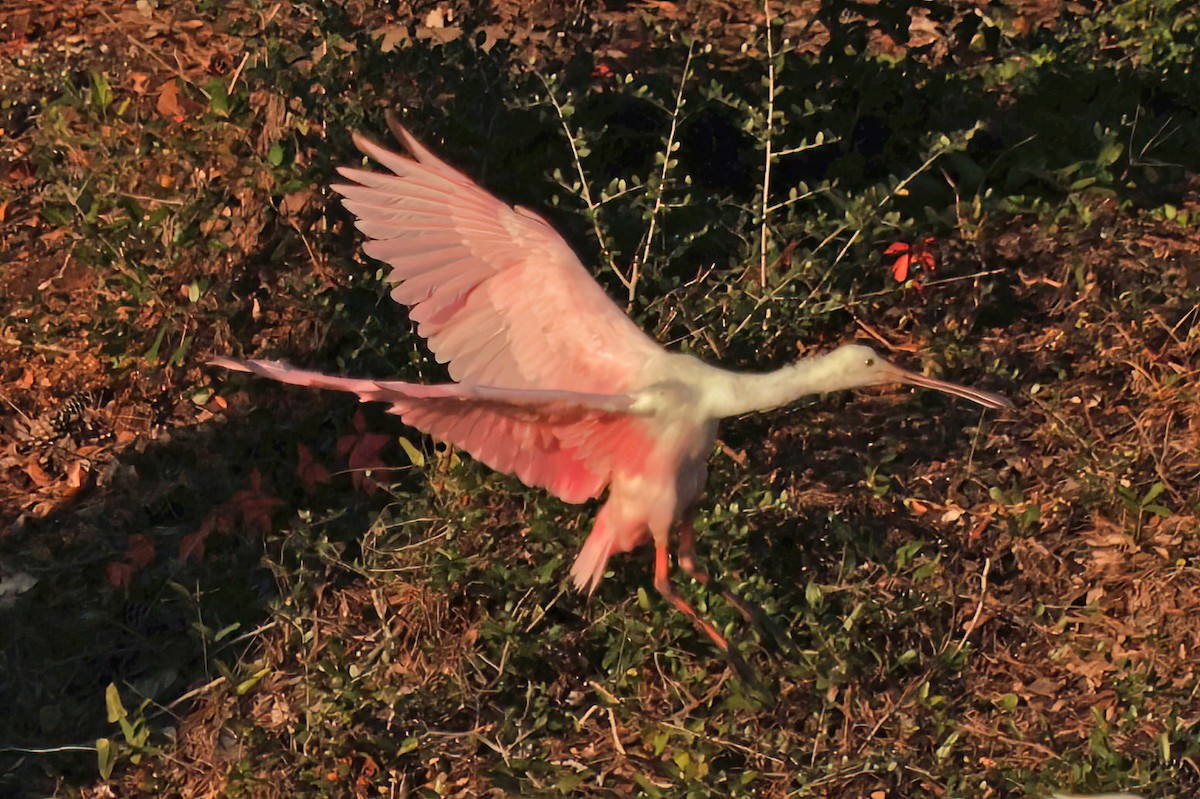 Espátula Rosada - ML644731432