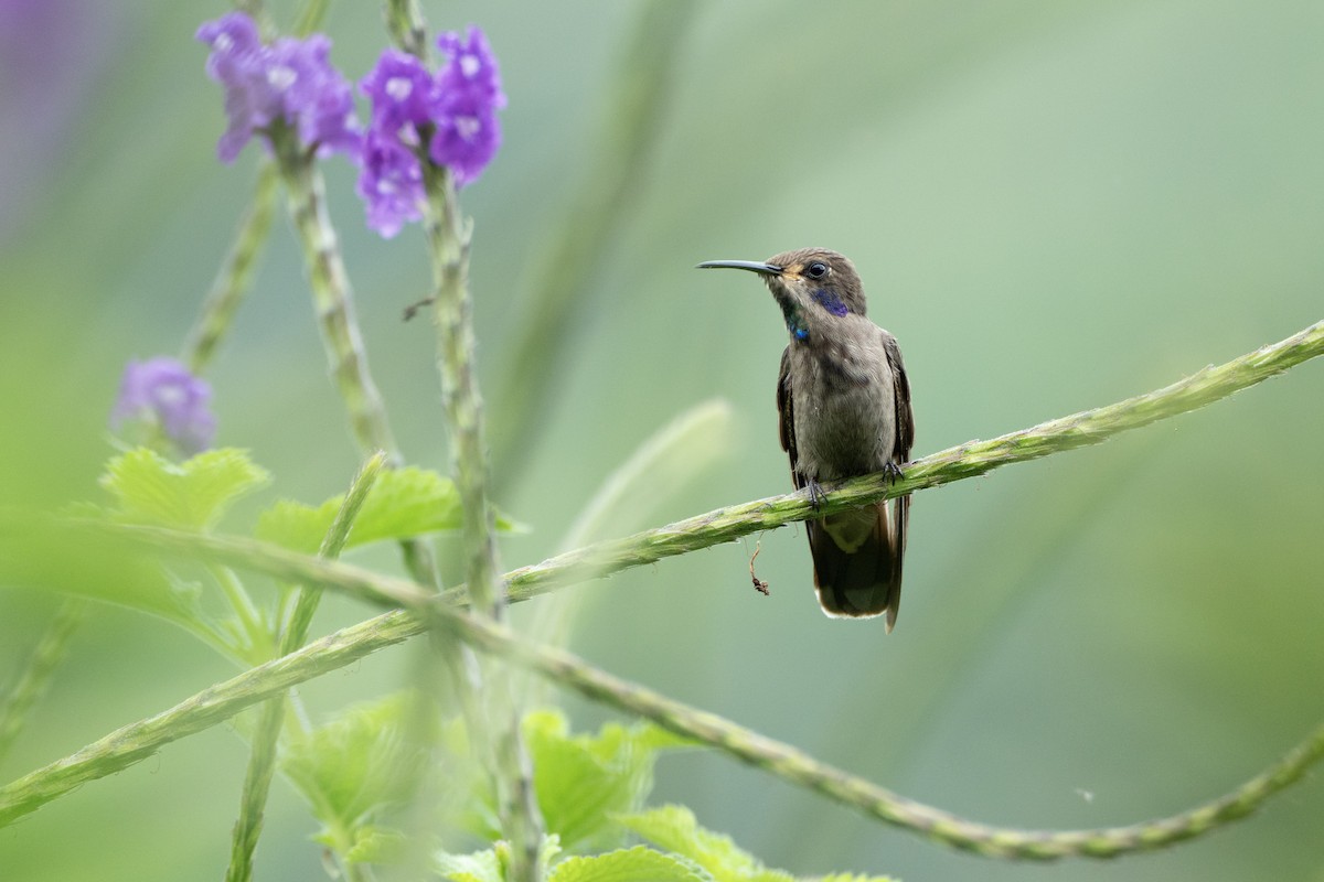 チャイロハチドリ - ML644731435