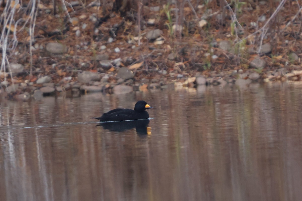 Американская синьга - ML644731436