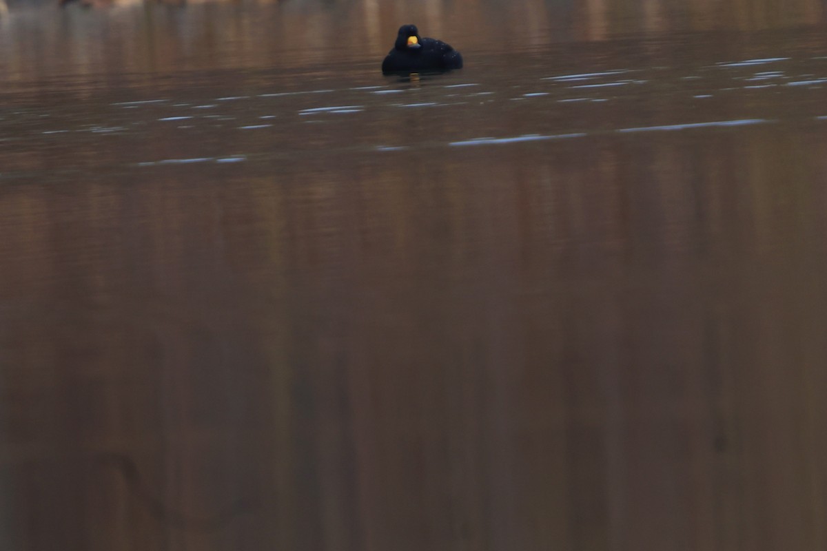 Американская синьга - ML644731437