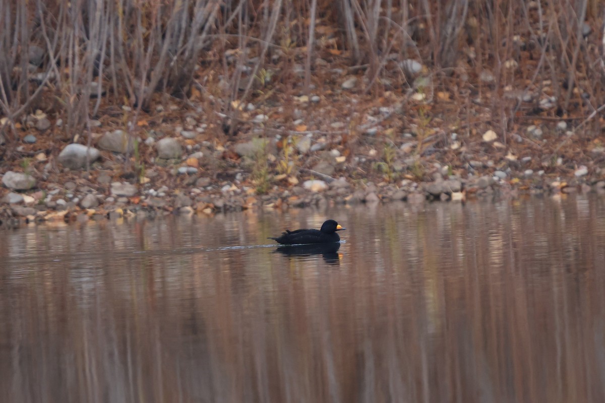 Американская синьга - ML644731438