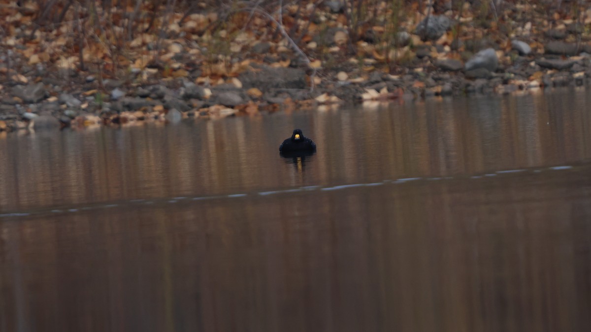 Американская синьга - ML644731439