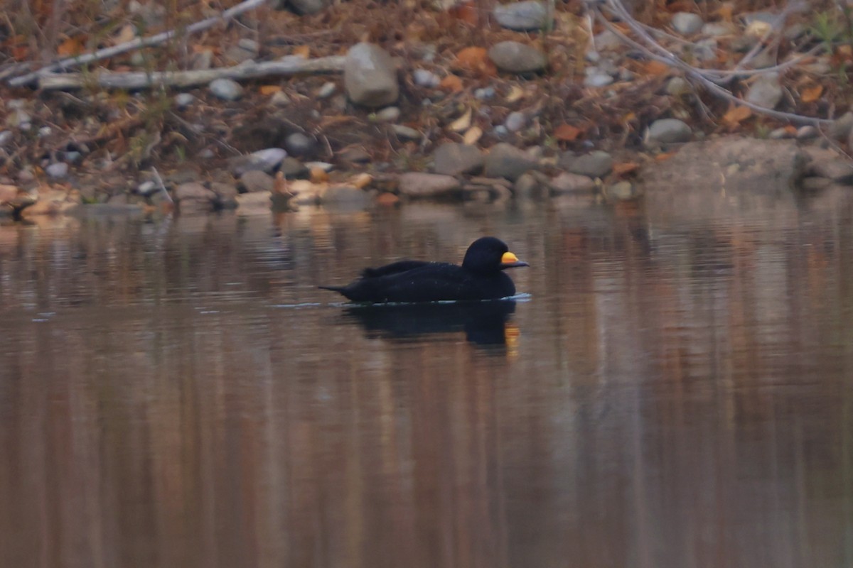 Американская синьга - ML644731440
