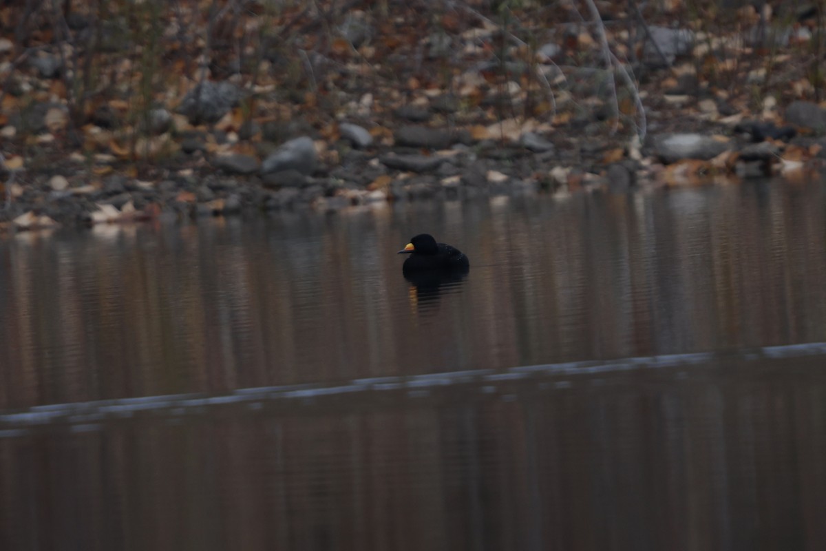 Американская синьга - ML644731441