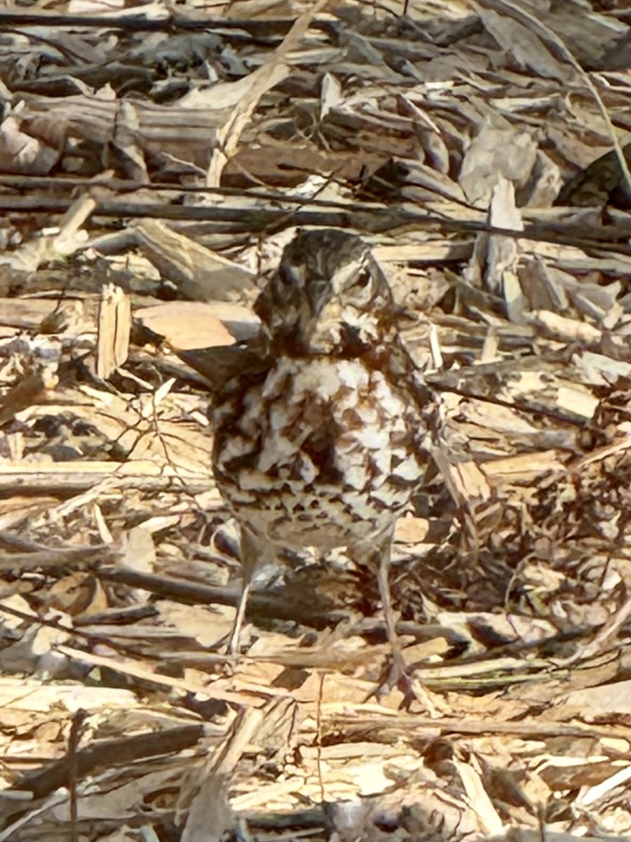 Fox Sparrow - ML644731445