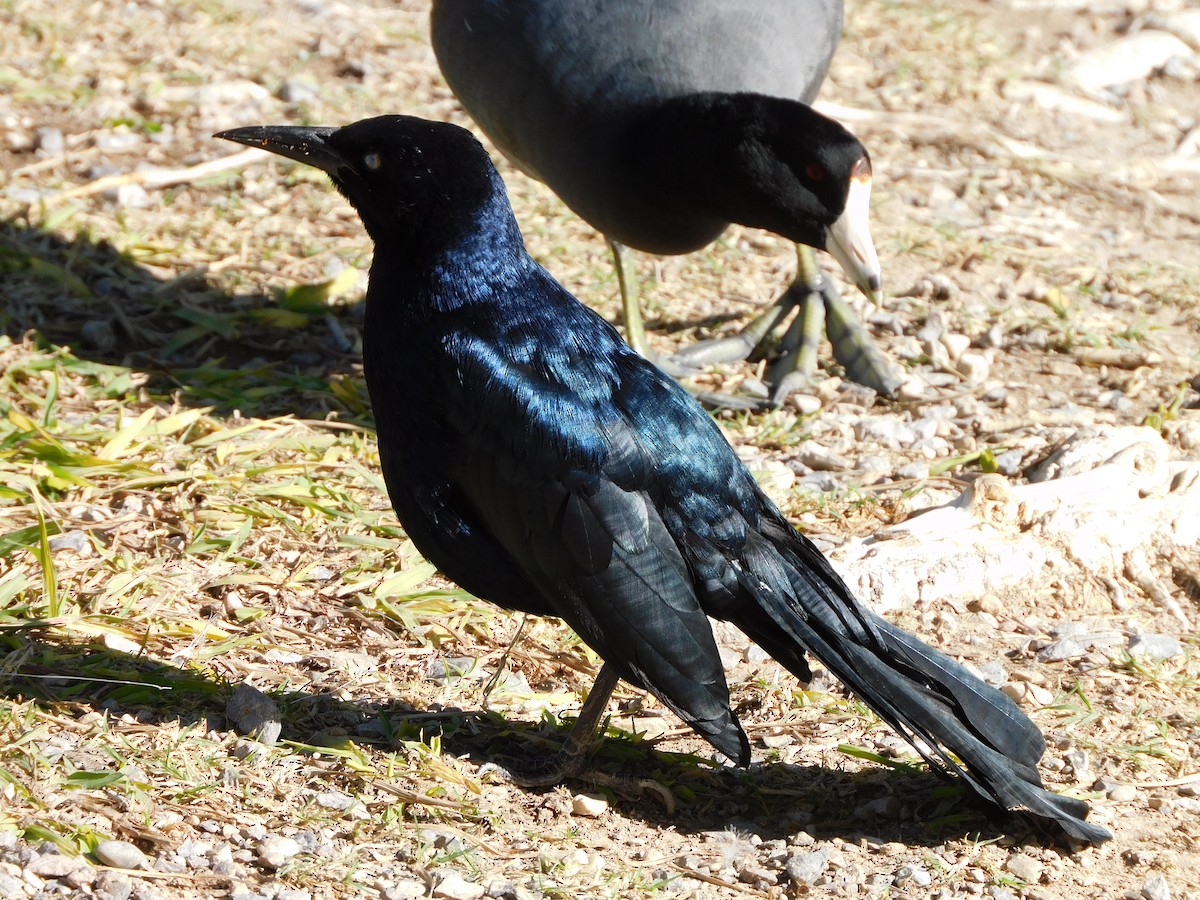 Great-tailed Grackle - ML644731446