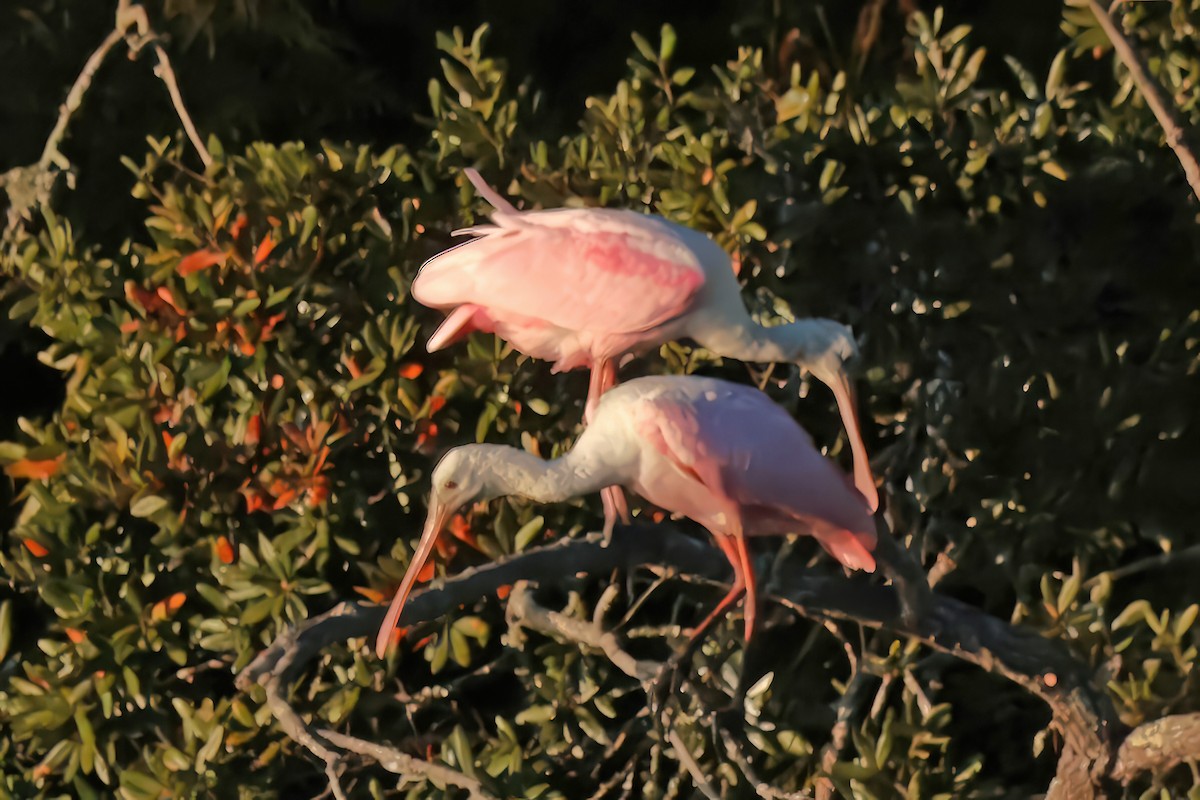 Espátula Rosada - ML644731450