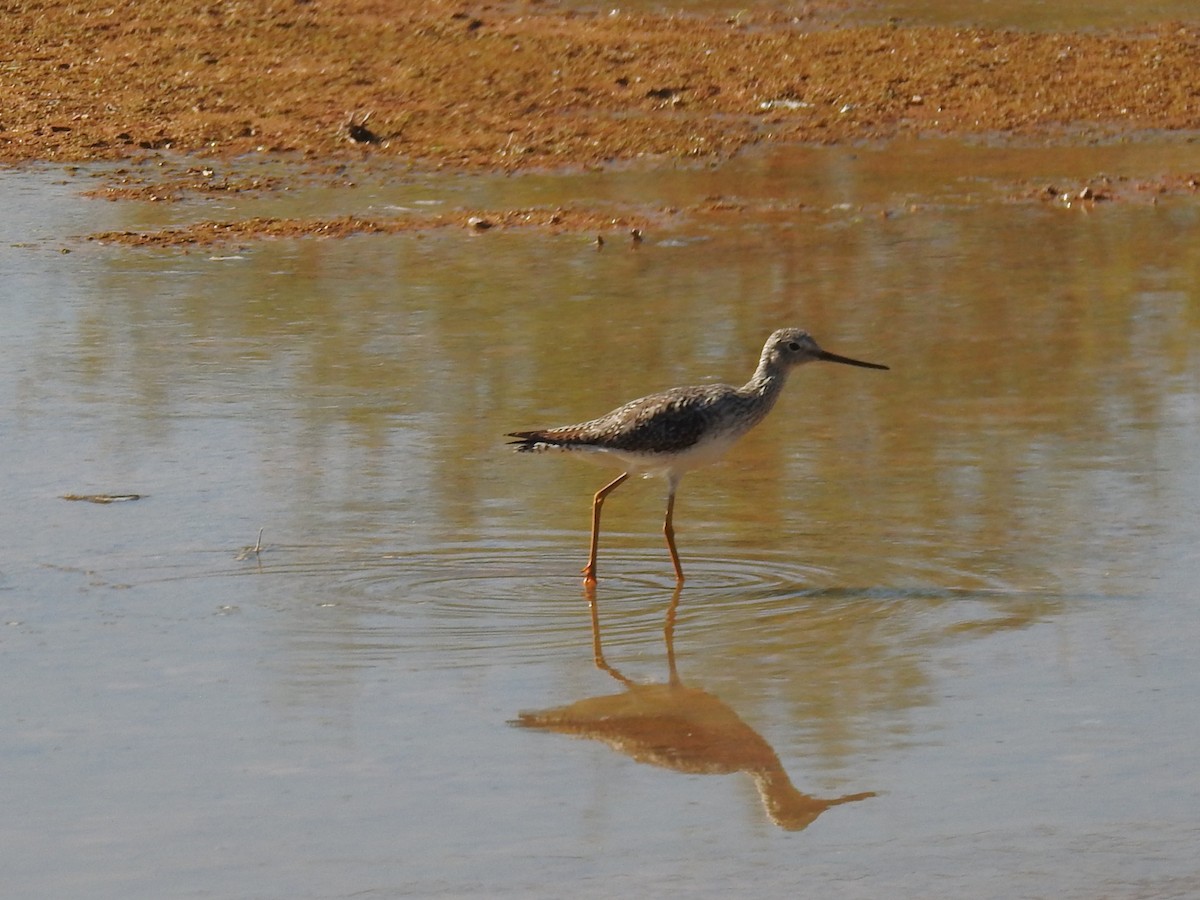 オオキアシシギ - ML644731451