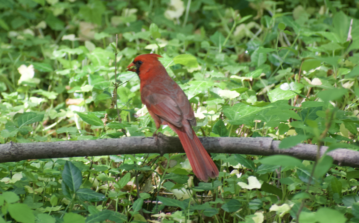Cardinal rouge - ML644731452