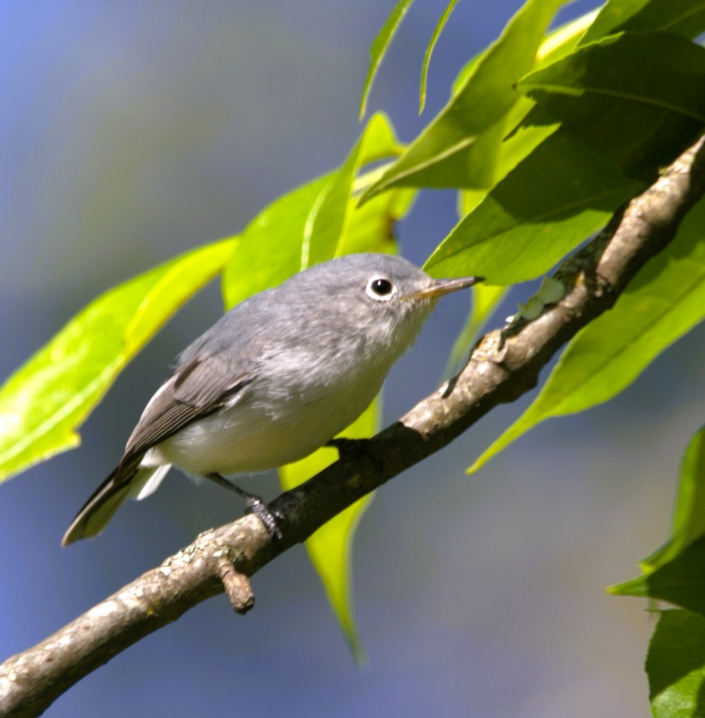 Голубая комароловка - ML644731453