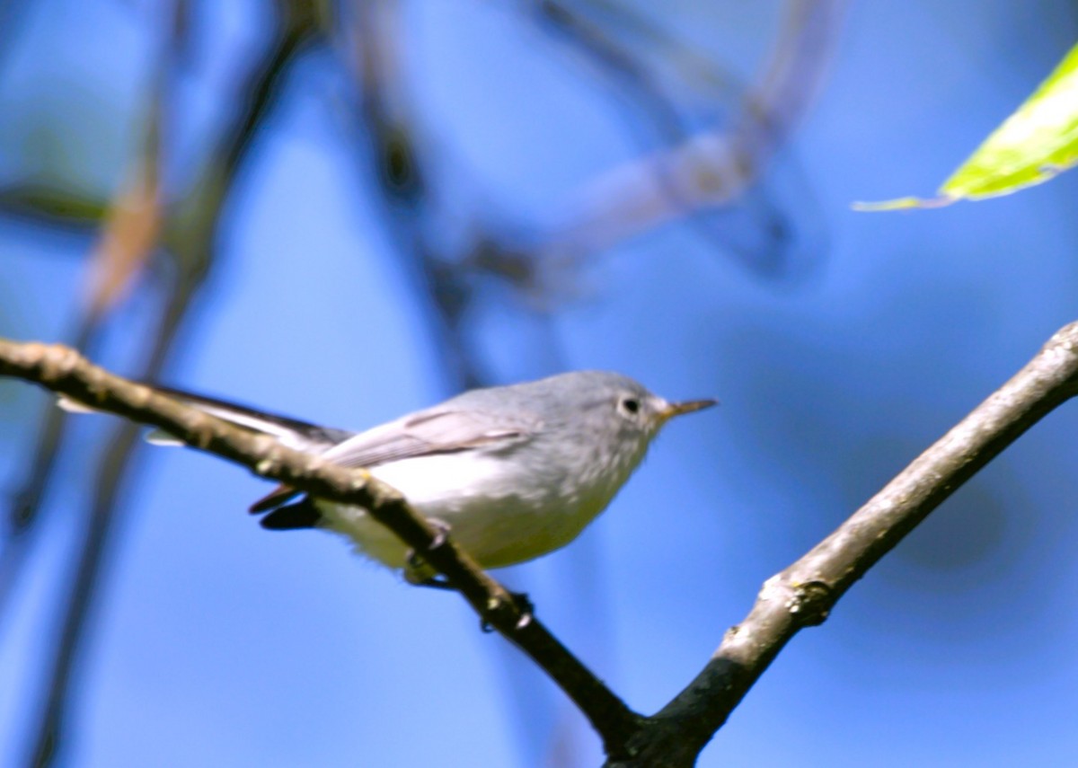 Голубая комароловка - ML644731454