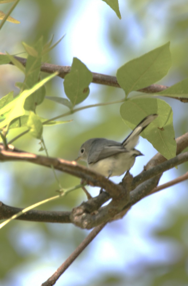 Голубая комароловка - ML644731455