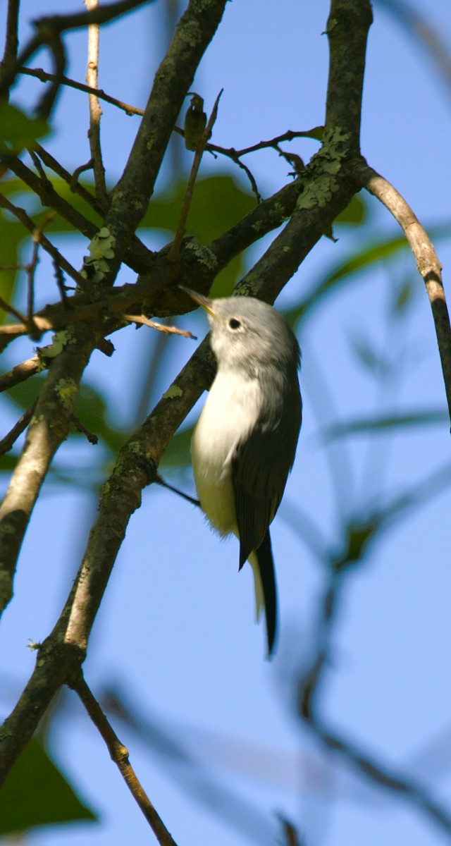 Голубая комароловка - ML644731456