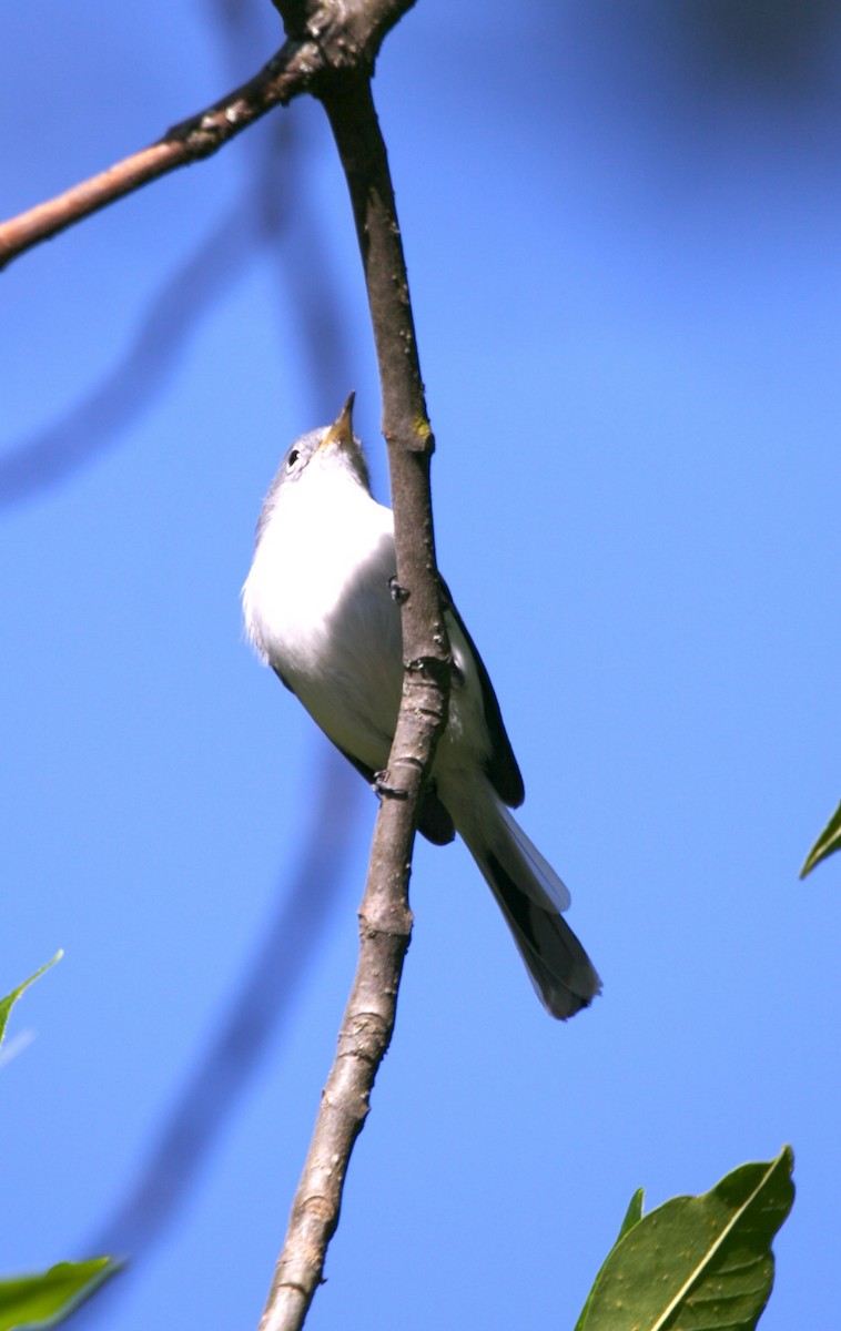 Голубая комароловка - ML644731457