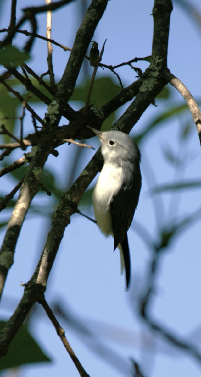 Голубая комароловка - ML644731458