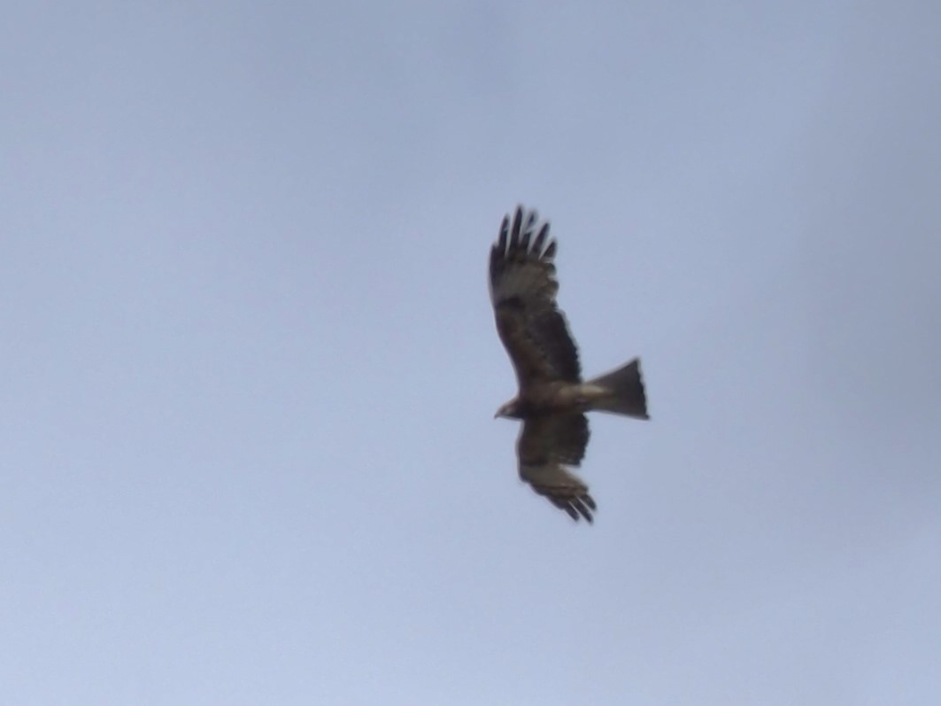 Square-tailed Kite - ML644731460