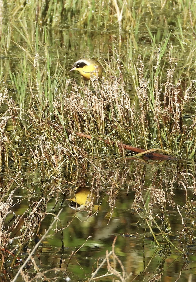 nordgulstrupe - ML644731464