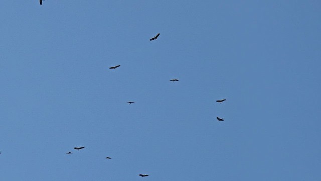 Cigogne de Storm - ML644731470