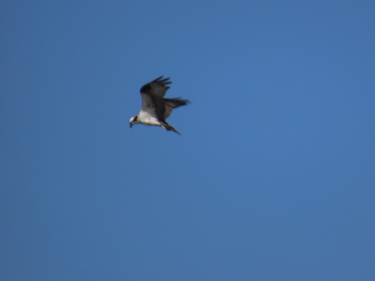 Balbuzard pêcheur - ML644731472