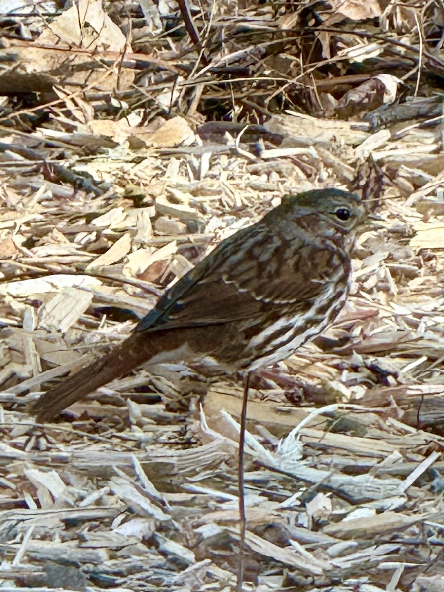 Fox Sparrow - ML644731473