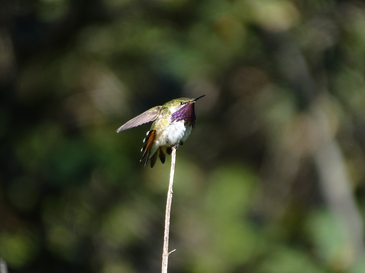 Bumblebee Hummingbird - ML644731476