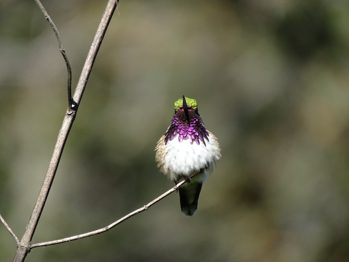 Bumblebee Hummingbird - ML644731477