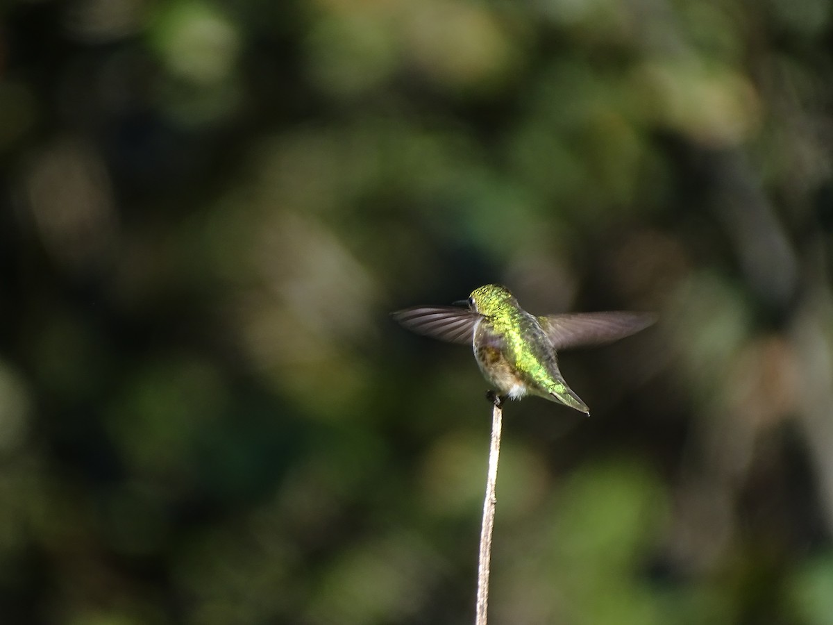 Bumblebee Hummingbird - ML644731478