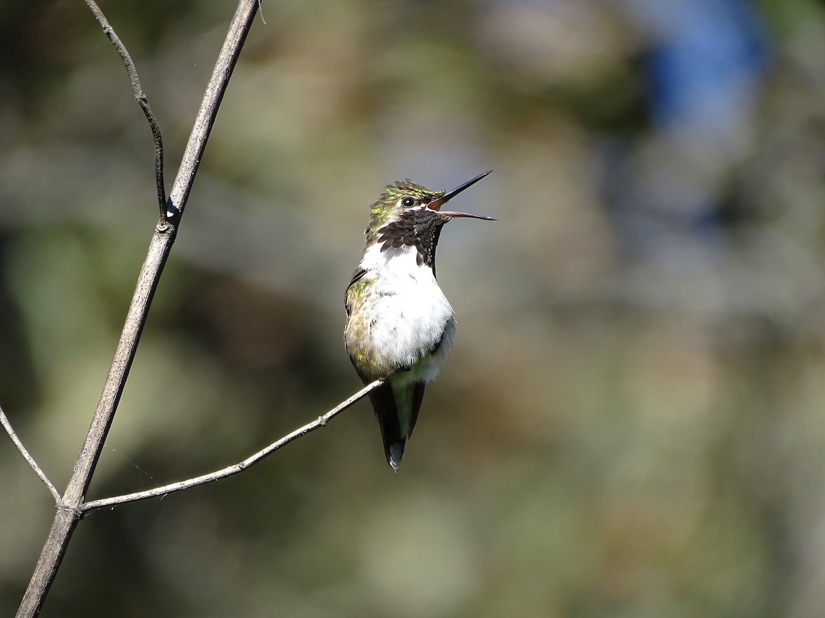 Bumblebee Hummingbird - ML644731479