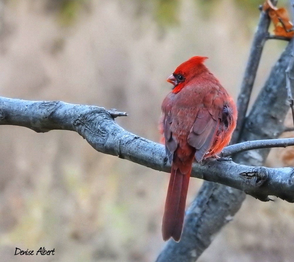 Cardinal rouge - ML644731483