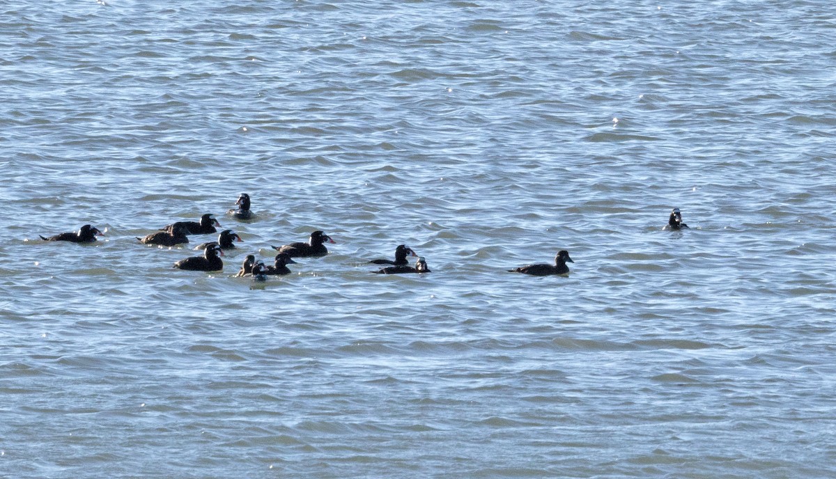 Macreuse à front blanc - ML644731484
