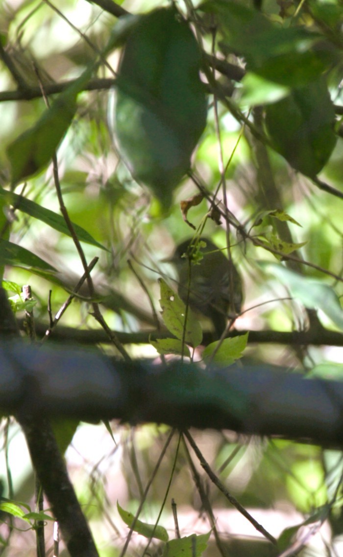 Paruline couronnée - ML644731485