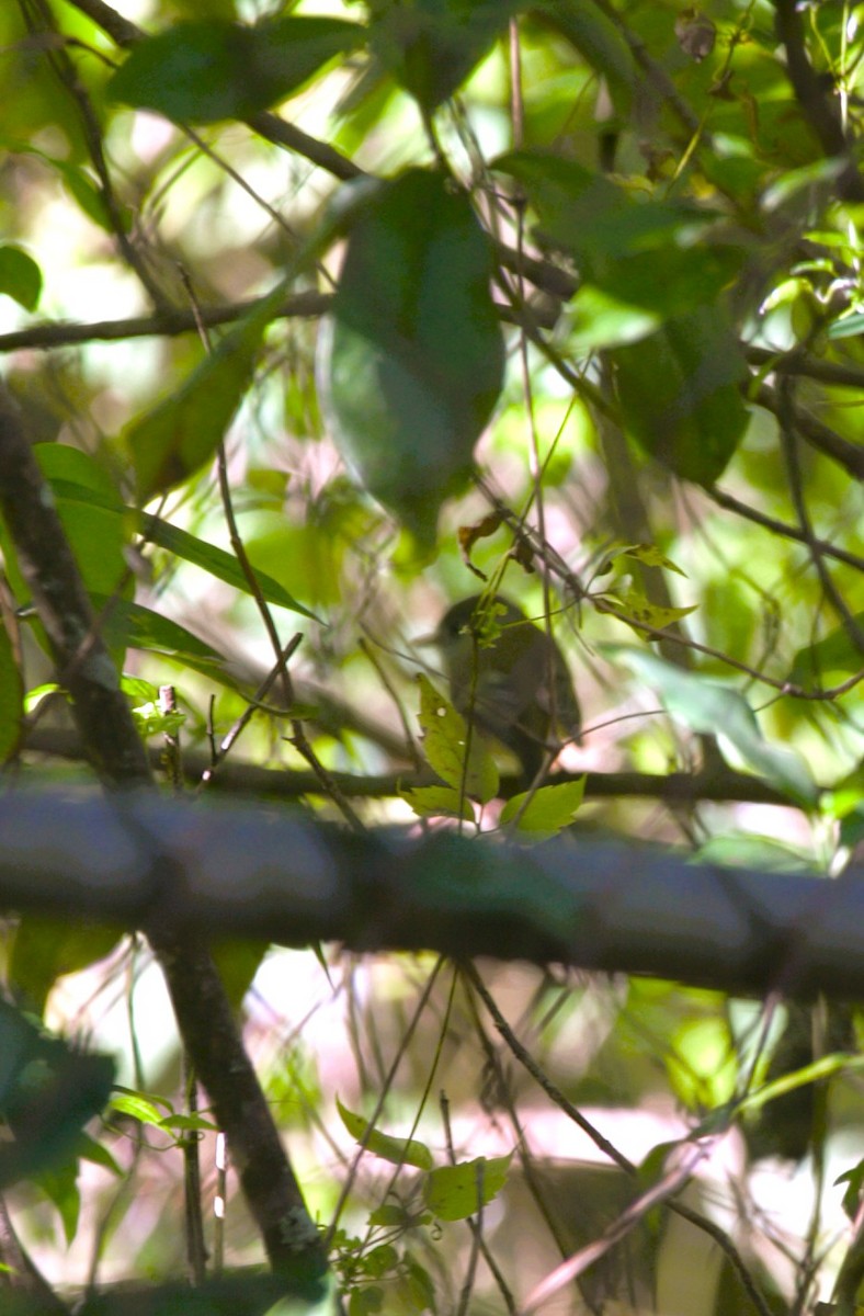 Paruline couronnée - ML644731486