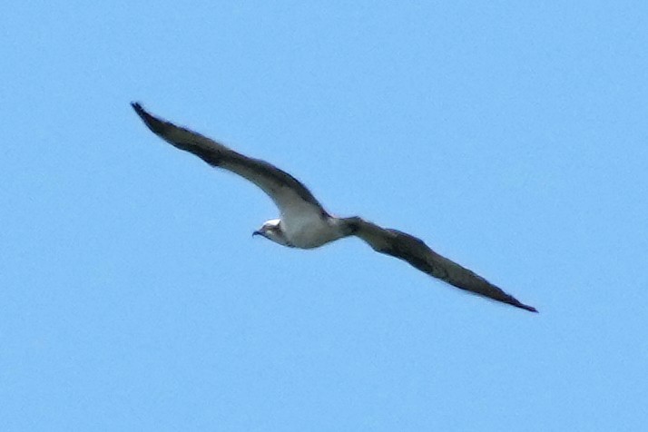 Balbuzard pêcheur - ML644731490