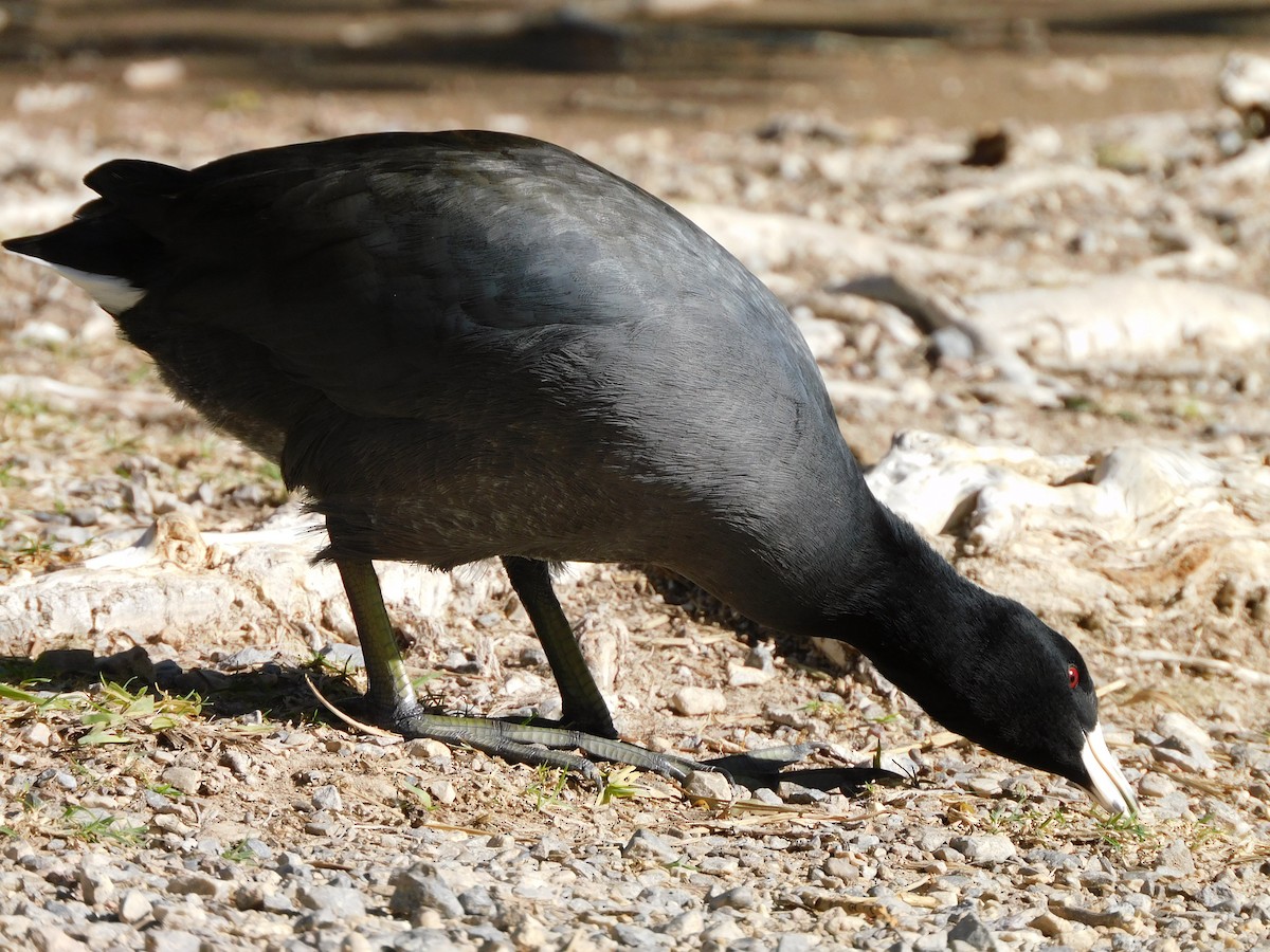 Foulque d'Amérique (forme à cachet rouge) - ML644731491