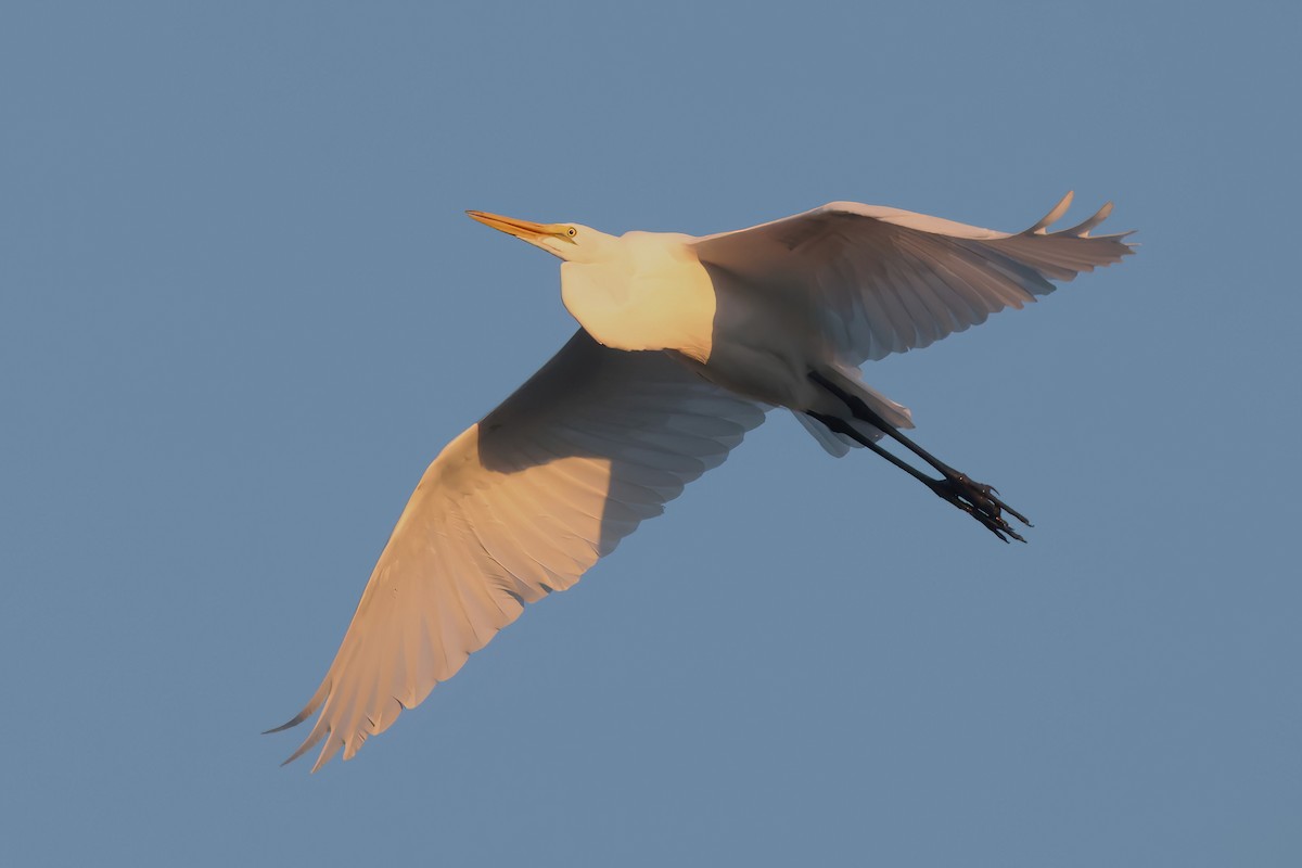 Grande Aigrette - ML644731492