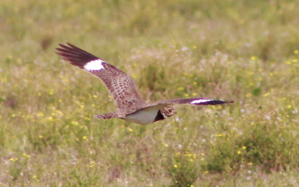 Engoulevent nacunda - ML644731494